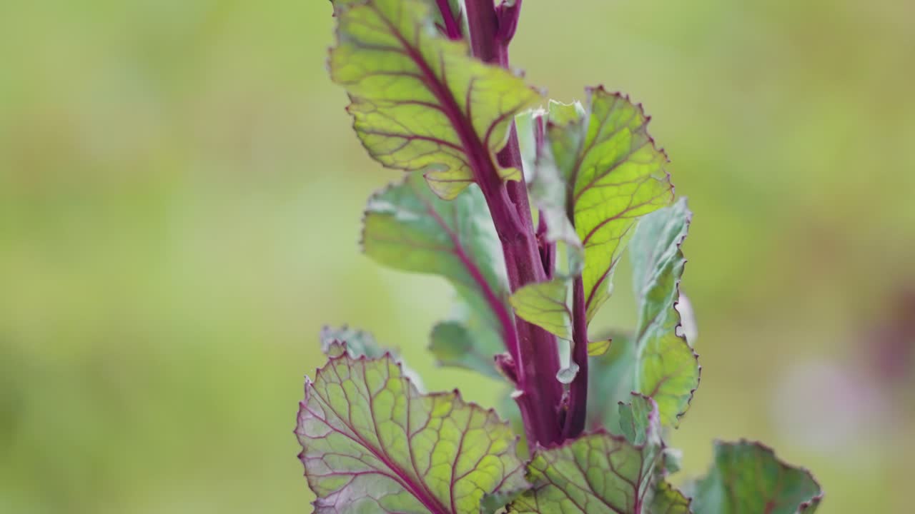 planta de coles de bruselas de rubina roja