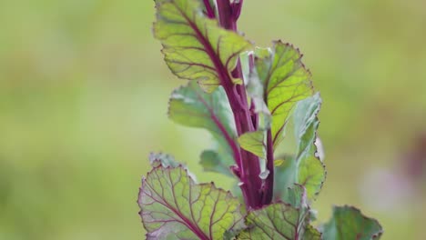 red rubine brussel sprout plant