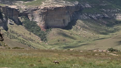 Wide-highland-mountain-plateau-shot-of-lone-Jackal-at-carcass-bones