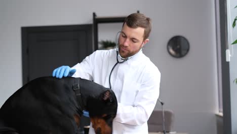 veterinarian examining a doberman