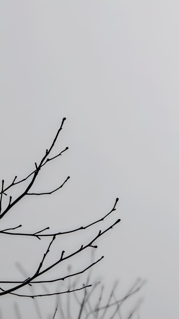 Vertical video: Swaying dark twiggy branches moving in light breeze at park, with buds, copy space