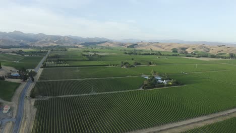 Aerial-overlooking-hundreds-of-sauvignon-blanc-early-in-the-morning