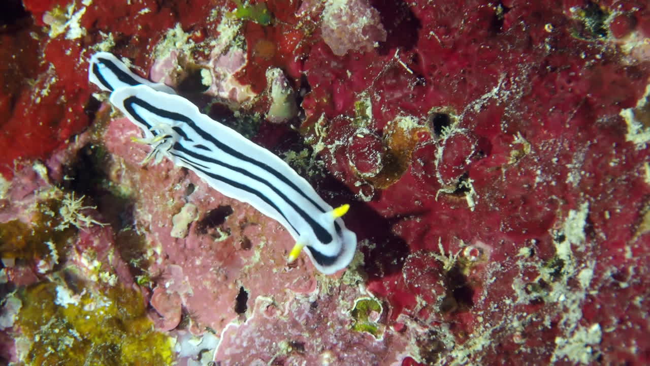 una babosa de mar caminando, chromodoris boucheti
