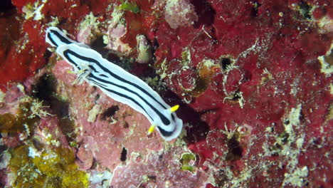 a sea slug walking, chromodoris boucheti