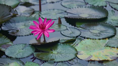 One-bright-pink-water-lily-flower-sits-among-lily-pads-in-pond