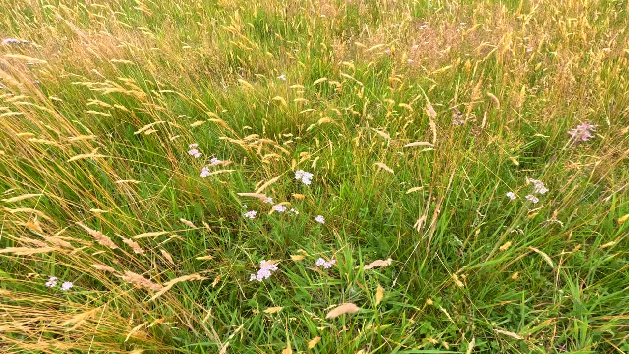 Golden-green meadow grasses and wildflowers sway in strong wind, captured in steady wide shot