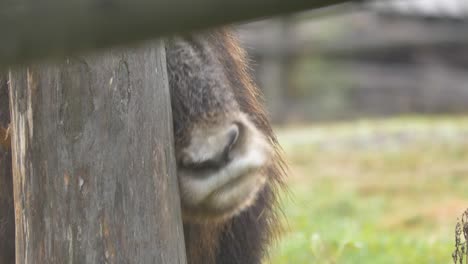 muskox rubbing his head to trunk of tree