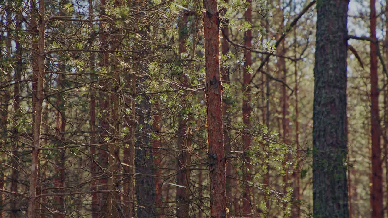 imágenes en cámara lenta capturan la belleza etérea de las telas de araña brillando a la luz del sol en medio de un sereno bosque de pinos