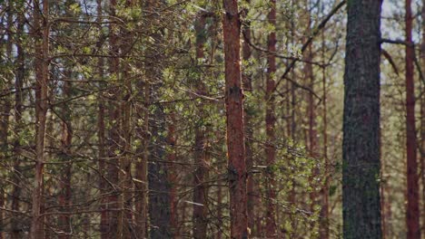 slow-motion footage captures the ethereal beauty of spider webs glistening in the sunlight amid a serene pine forest