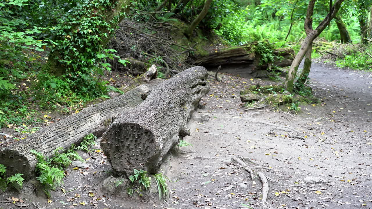 모든 크기와 국가의 오래되고 새로운 동전은 북부 콘월의 tintagel 근처의 st nectan's glen에 있는 쓰러진 소원 나무에 박혀 있습니다.