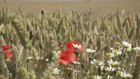 primer plano de mano de plantas de grano en un campo de cultivo de cebada