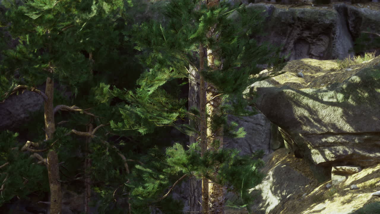 Lush pine trees growing among rocks in a vibrant natural landscape