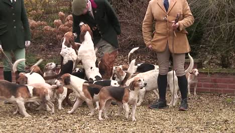 una reunión conjunta de los perros basset hound de westerby y los beagles de pie de pipewell en la granja superior de la colina en oakham, rutland, inglaterra, reino unido