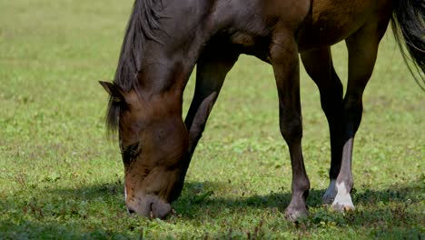 caballo marrón bastante feliz pastando en el campo de hierba verde durante la luz del sol en la naturaleza - tiro de cámara lenta de cerca