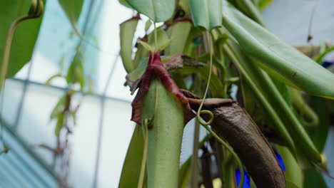 Sunlit-carnivorous-plants-in-a-tranquil-greenhouse-setting