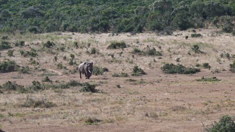 African-elephant-big-bull-walking-in-woodland-landscape,-slowmotion