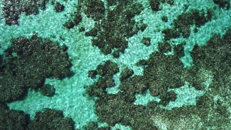 top down view of coral reef under crystal clear tropical water, new caledonia