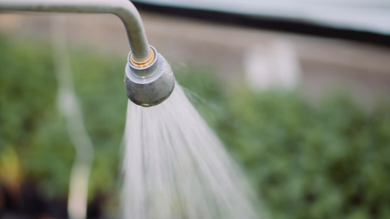 mujer jardinero regando flores plántulas 5