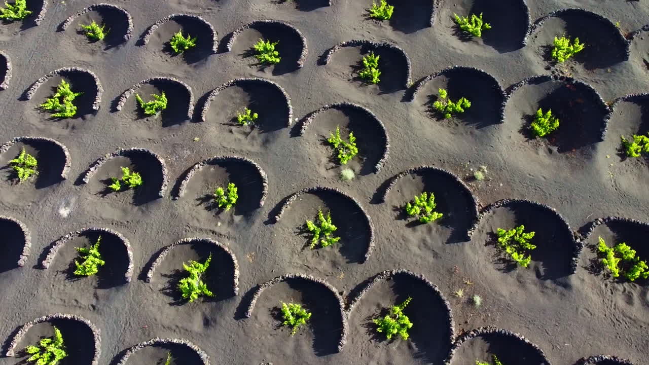 Vineyards plantation in Lanzarote with many circular volcanic stone protections on the ground
