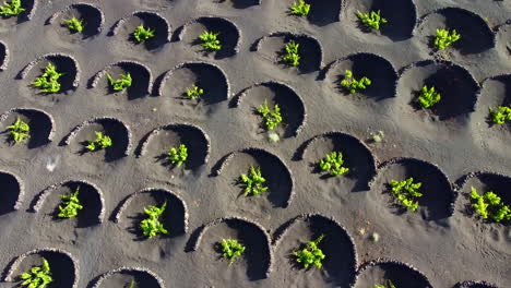 vineyards plantation in lanzarote with many circular volcanic stone protections on the ground