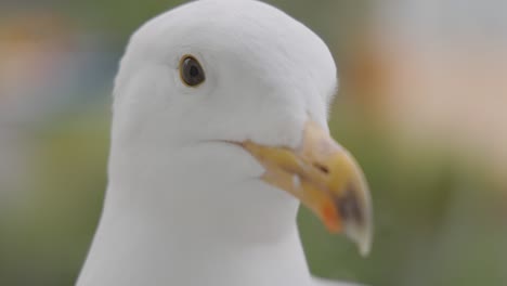 The-head-of-a-seagull-in-close-up.