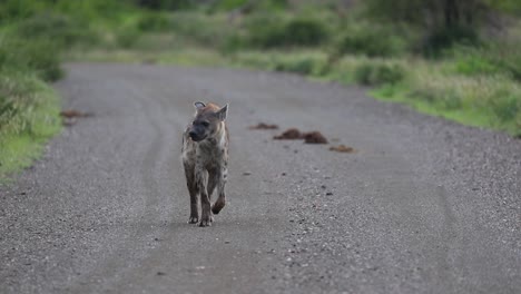 wide shot of a spotted hyena walking down a dirt road towards the camera and freezing shortly when closer to look into the camera before walking out the frame, kruger national park