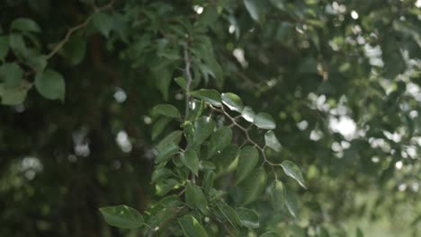 Closeup-of-sun-lit-tree-branches-and-leaves-blowing-in-the-wind-on-a-warm-summer-day