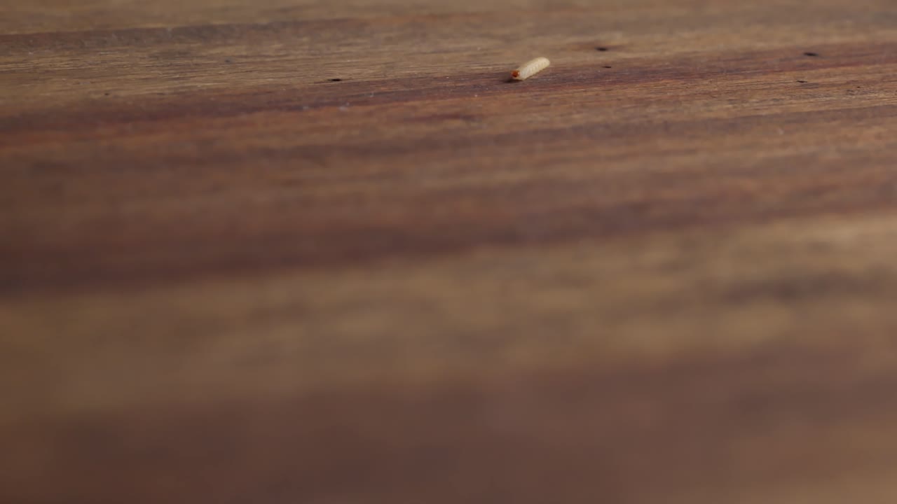 una larva de polilla moviéndose a través de la superficie de la madera - toma estática