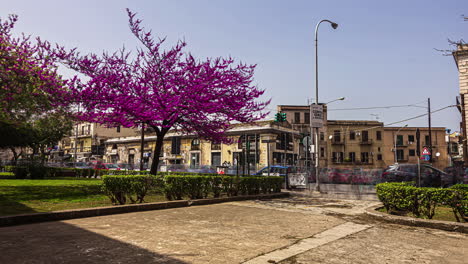 Judas-Tree-In-Bloom-Along-Busy-Street-In-Sicily,-Italy