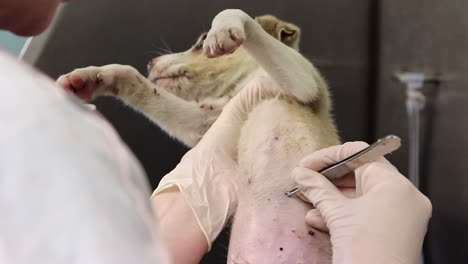 Un-Veterinario-Quitando-Garrapatas-De-Un-Lindo-Cachorro