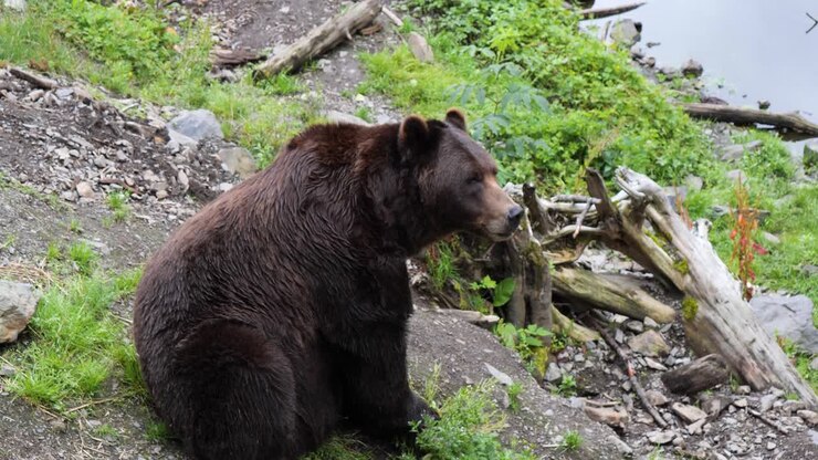 Big male brown bear sitting down. Alaska