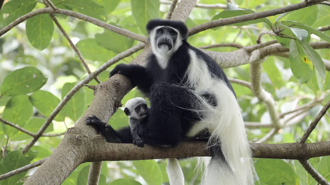 mono bebé y madre en los árboles del bosque en áfrica, monos colobus blancos y negros en el parque nacional kilimanjaro en tanzania en un safari africano de vida silvestre y animales, monos en los árboles