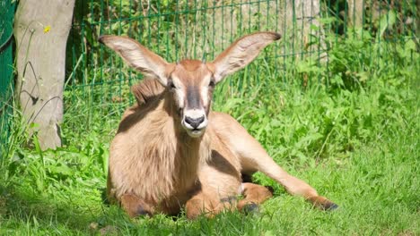 deer with long ears rests lying on green grass ani 4k 2025 08 05 01 42 29 utc.mov | alert, animal, animals, australia