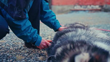 a man brushes his dog to get rid of shedding hair - close up