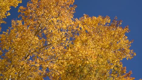 fall leaves of silver birch contrast against clear blue skies