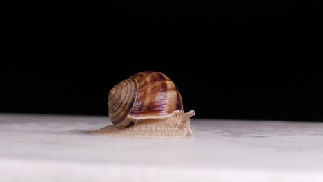 Schnecke,-Die-Langsam-Auf-Weißer-Hintergrundoberfläche-Und-Unter-Künstlichem-Licht-Kriecht