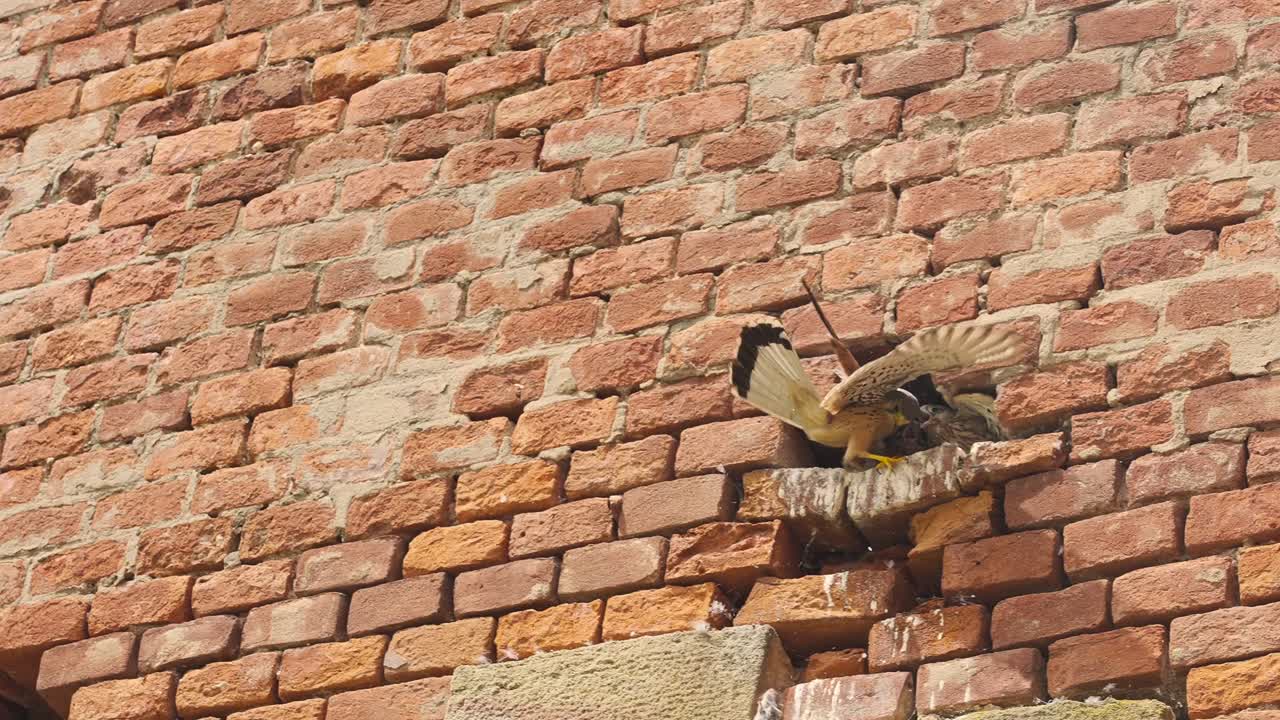 Mother Kestrel Carrying Prey For The Chicks, Mouse Fell Out Of The Nest On The Brick Wall. - closeup shot