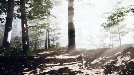 Mágico-Paisaje-Oscuro-Del-Bosque-Otoñal-Con-Rayos-De-Luz-Cálida