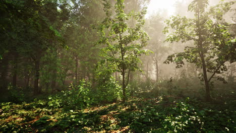 Wald-Aus-Bäumen,-Beleuchtet-Von-Sonnenstrahlen-Durch-Nebel