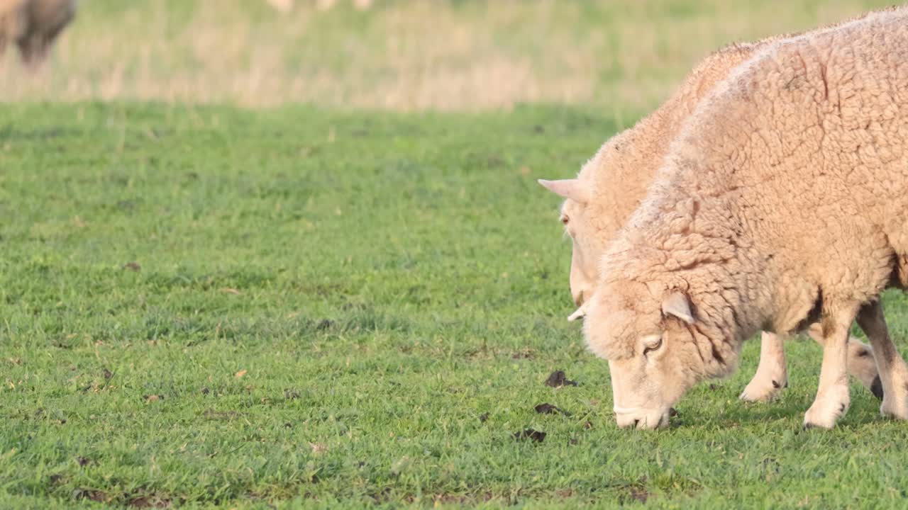 울창 한 초록 잔디 에 함께 먹이 를 먹는 양 들