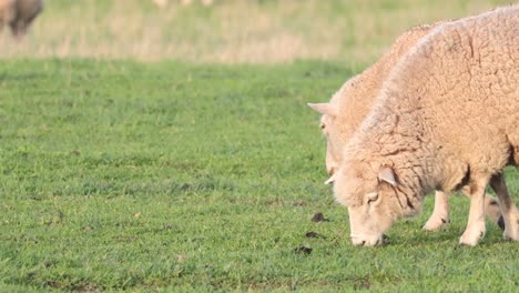 ovejas pastando juntas en la hierba verde exuberante