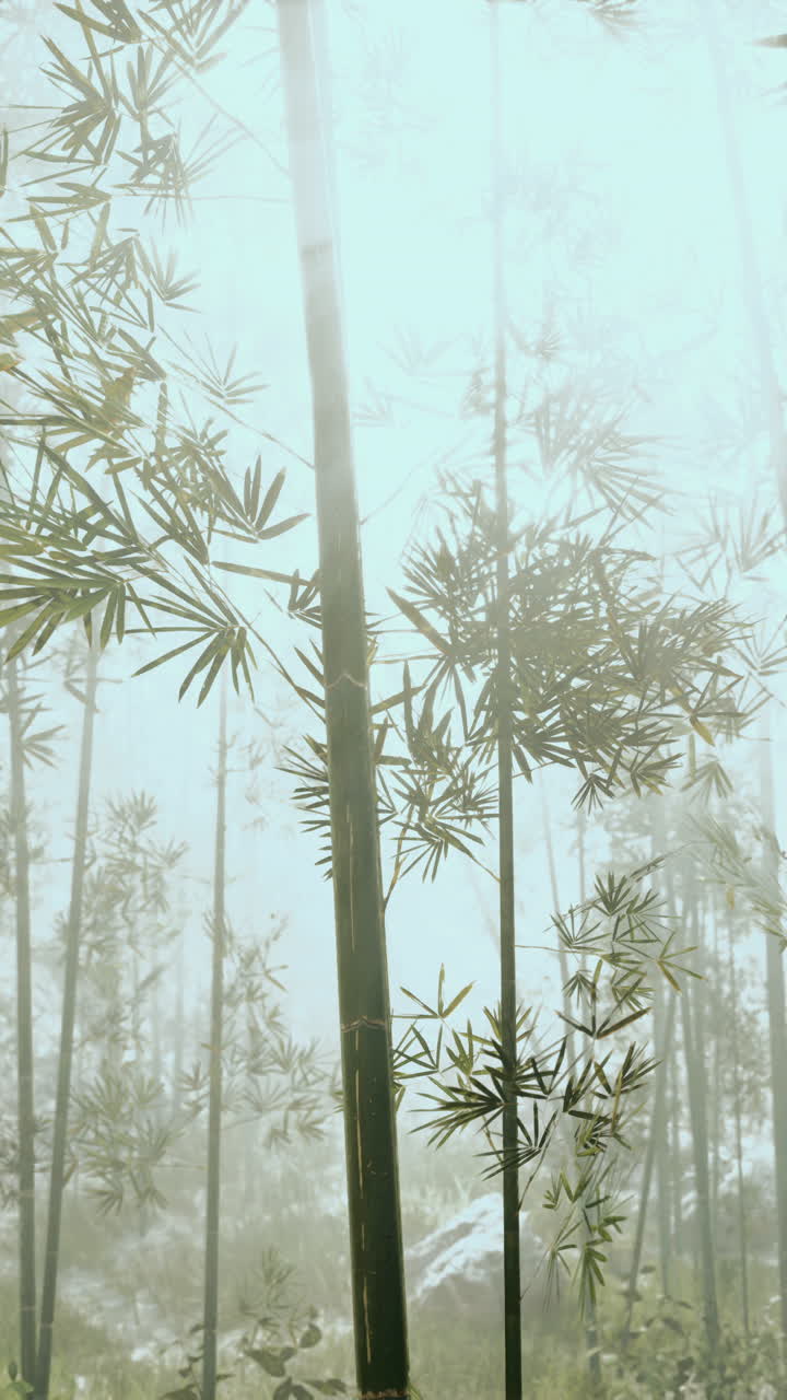 Tall bamboo trees towering in forest vertical