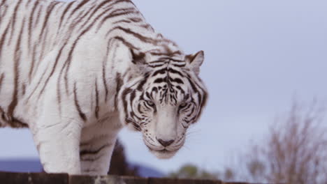 white tiger standing on structure against cloudless blue skies - medium shot