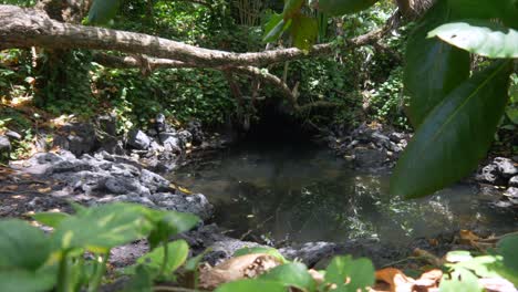 Sie-Gleiten-Zu-Einer-Höhle-Und-Einem-Dschungelbecken,-Einem-Thermischen-Gezeitenbecken,-Das-Von-Vulkangestein-Umgeben-Ist