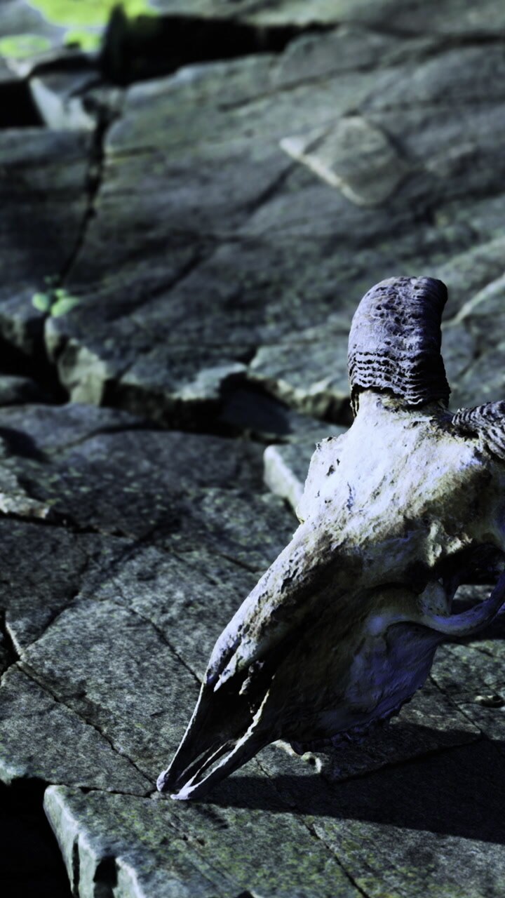 Wildlife remains on rocky terrain in remote outdoor setting