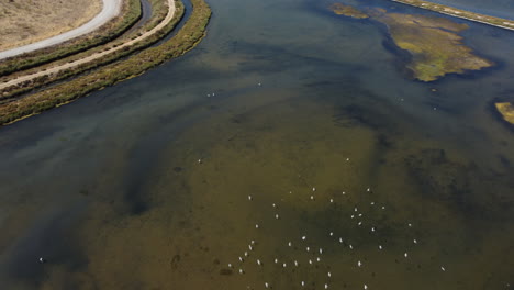 Bandada-De-Pájaros-Domésticos-Volando-Sobre-Aguas-Poco-Profundas-Y-Cubiertas-De-Musgo-De-Pantano-Durante-El-Día