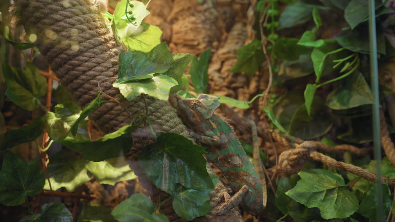 Green and brown chameleon camouflaged on thick brown rope in tropical terrarium environment with dense leafy vines and textured bark under warm light creating natural jungle atmosphere