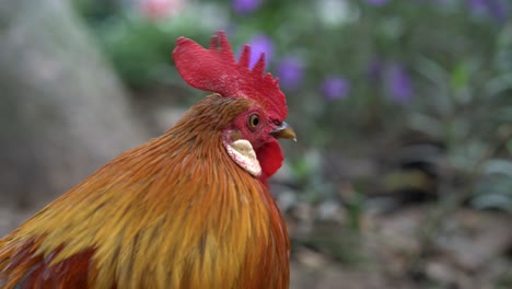 un colorido pájaro rojo macho de la jungla, bandadas de gallos en el césped temprano en la mañana