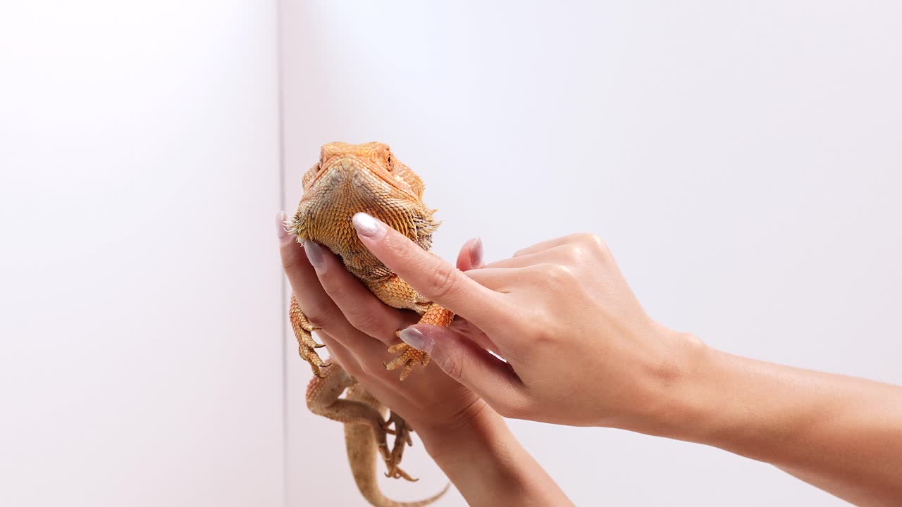 Hands gently handle a bearded dragon in a well-lit, minimalistic environment, showcasing calm interaction and care