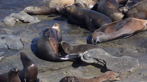 Stillende-Seelöwenbabys-In-Einer-Gruppe-Auf-Felsen-In-La-Jolla,-Kalifornien,-Während-Die-Meereswellen-Krachen